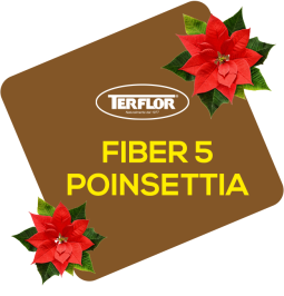 Fiber 5 Poinsettia PF