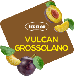 Vulcan Grossolano PF